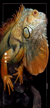 Фотография «Дверь с фотопечатью №7»